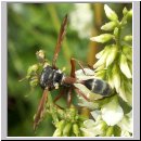 Physocephala rufipes - Dickkopffliege 12.jpg